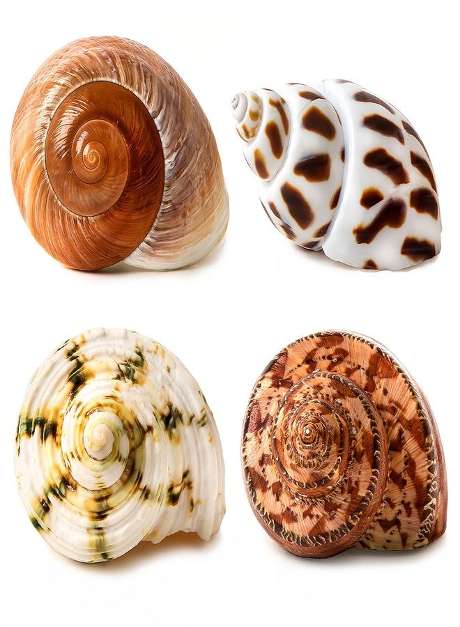 QICQDRAM 4 PCS Large Hermit Crab Shells 2~3.5Inch Natural Hermit Crab Shells 1~1.5Inch Opening, for Hermit Replacement Shells Hermit Crab Supplies - Image 1